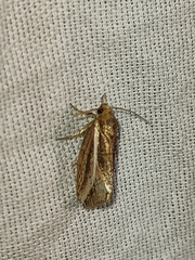 Amphilita arcuata