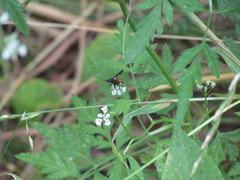 Beskia aelops