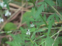 Beskia aelops