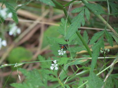 Beskia aelops