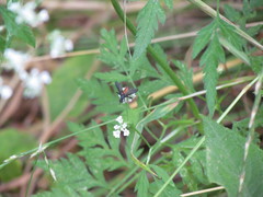 Beskia aelops