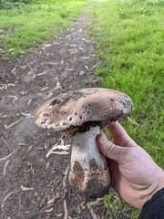 Agaricus osecanus