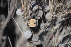 Allocasuarina campestris