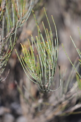 Allocasuarina campestris
