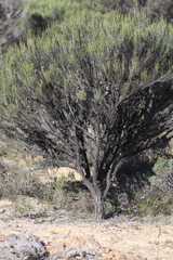 Allocasuarina campestris
