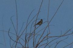 Chondestes grammacus