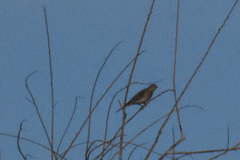 Chondestes grammacus