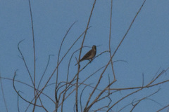 Chondestes grammacus