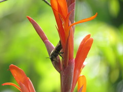 Xylocopa artifex