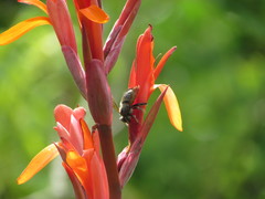 Xylocopa artifex
