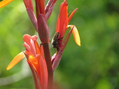 Xylocopa artifex