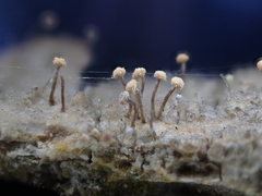 Sclerophora amabilis