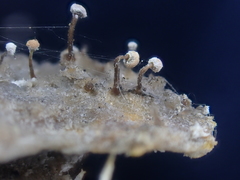 Sclerophora amabilis