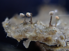 Sclerophora amabilis