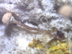 Sclerophora amabilis