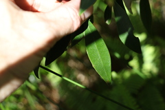 Tristaniopsis collina