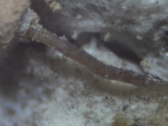 Sclerophora amabilis