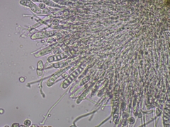 Sclerophora amabilis