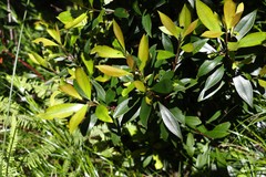 Tristaniopsis collina