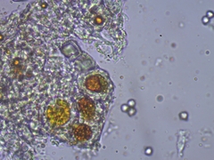 Sclerophora amabilis