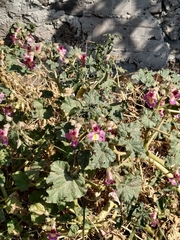 Proboscidea fragrans