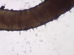 Sclerophora amabilis