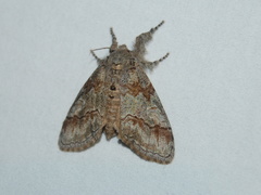 Dasychira dorsipennata