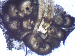 Sclerophora amabilis