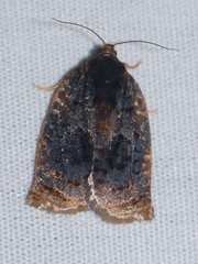 Archips infumatana