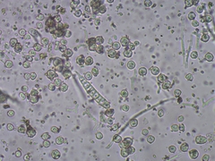 Sclerophora amabilis