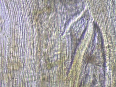 Sclerophora amabilis