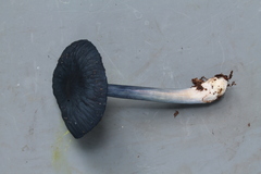 Entoloma caeruleosplendens