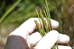 Allocasuarina rigida
