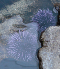 Strongylocentrotus purpuratus