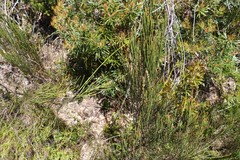 Allocasuarina rigida