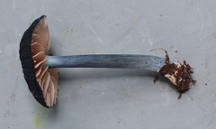 Entoloma caeruleosplendens