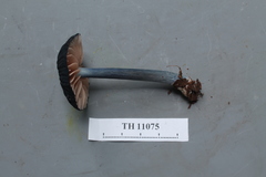 Entoloma caeruleosplendens