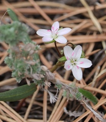 Claytonia rosea