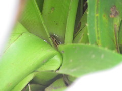 Scinax squalirostris