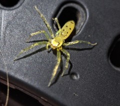 Astilodes mariae