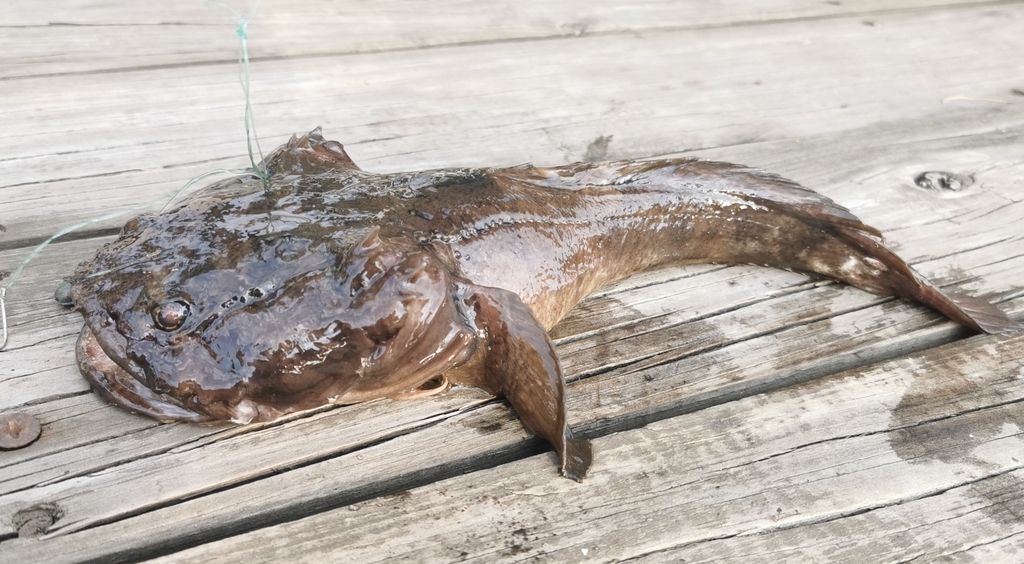Multipored Toadfish