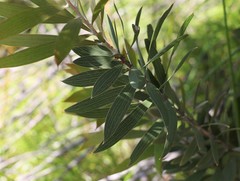 Hakea laevipes