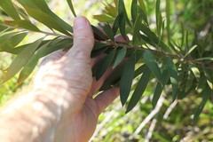 Hakea laevipes