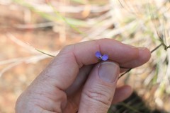 Comesperma volubile