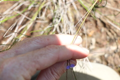 Comesperma volubile