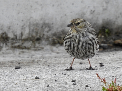 Plumbeous Sierra Finch (Geospizopsis unicolor), photo 6