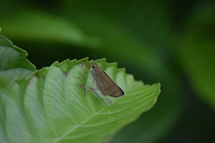 Pelopidas mathias mathias