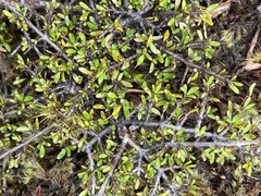 Coprosma cheesemanii