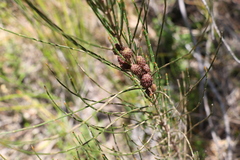 Allocasuarina rigida