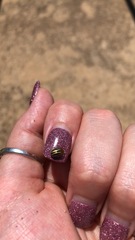 Agroiconota bivittata